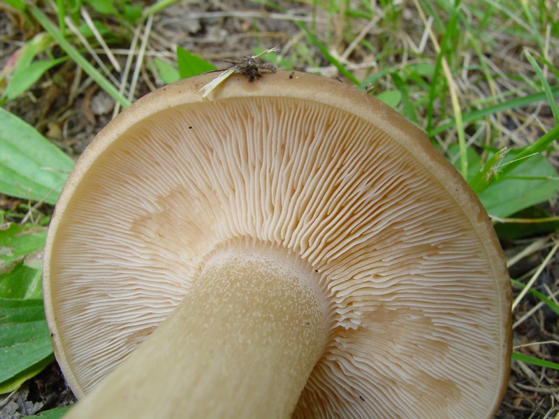 28/05/2010: in abetaia - forse Tricholoma?