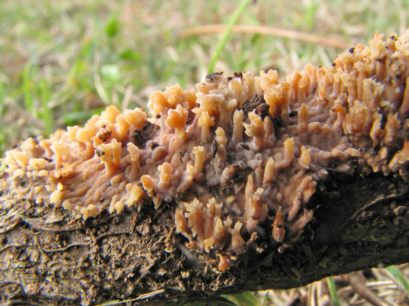 phlebia (Radulomyces molaris)