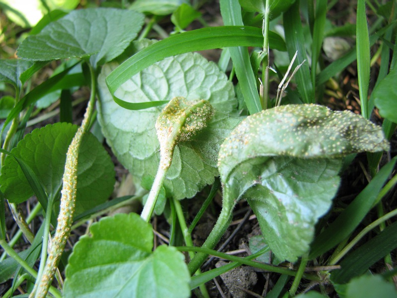 Puccinia?
