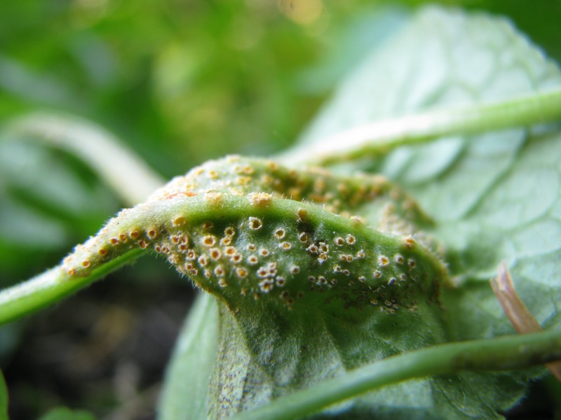 Puccinia?
