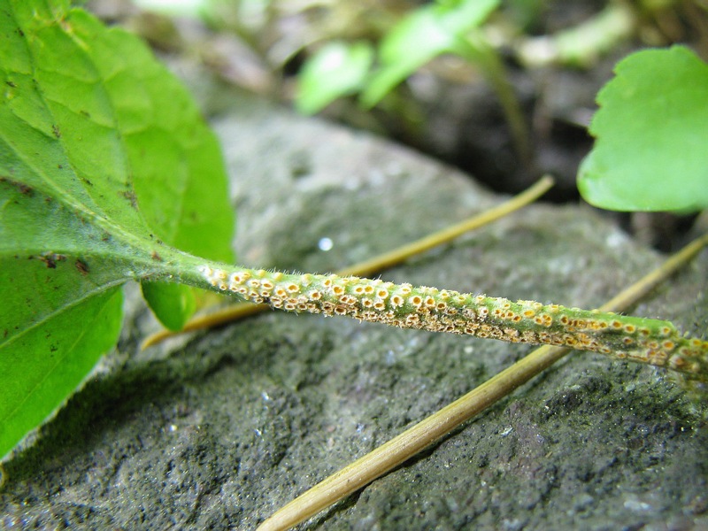 Puccinia?