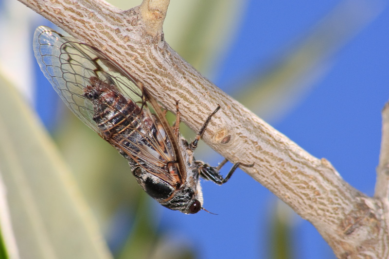 Tettigetta?.......Cicadatra atra dalla Toscana