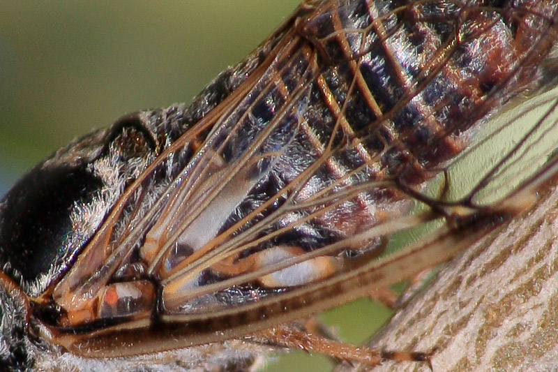 Tettigetta?.......Cicadatra atra dalla Toscana