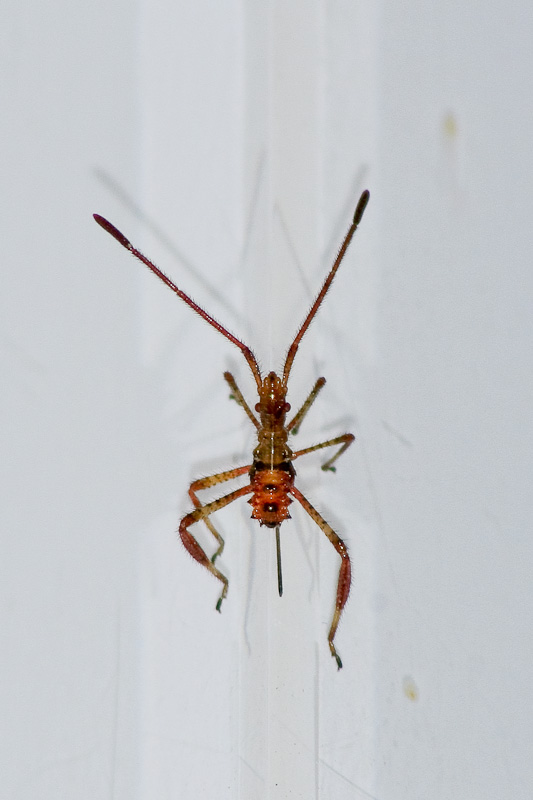 Coreidae: Leptoglossus occidentalis dint. Livorno