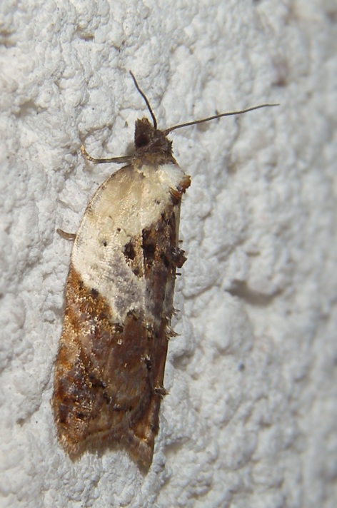 Acleris variegana ?