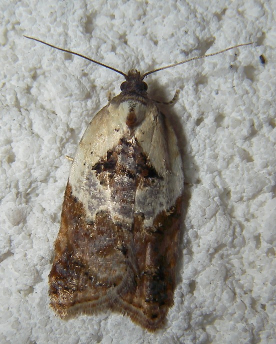 Acleris variegana ?