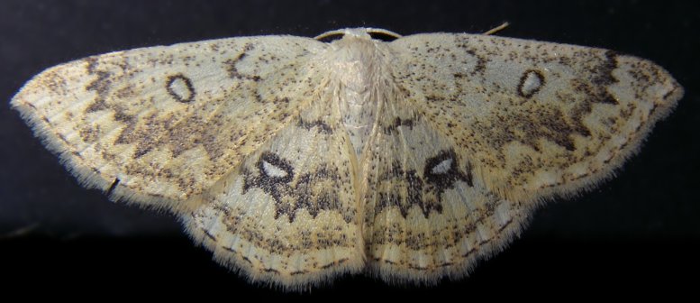 Cyclophora annularia