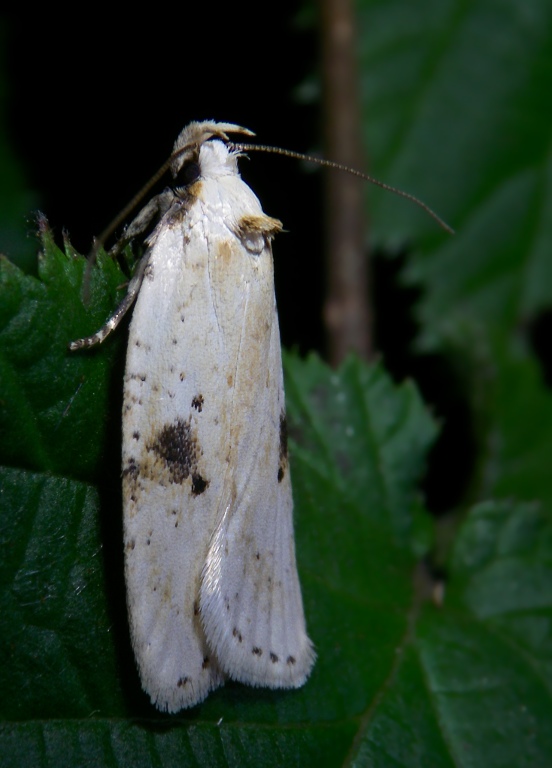 Farfalla da determinare - Agonopterix petasitis