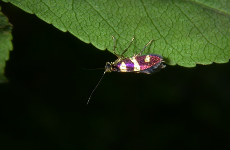 Micropterix tuscaniensis e Micropterix aruncella