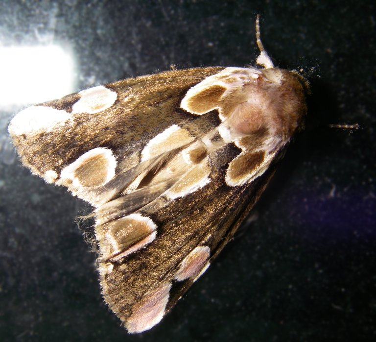 Thyatira batis