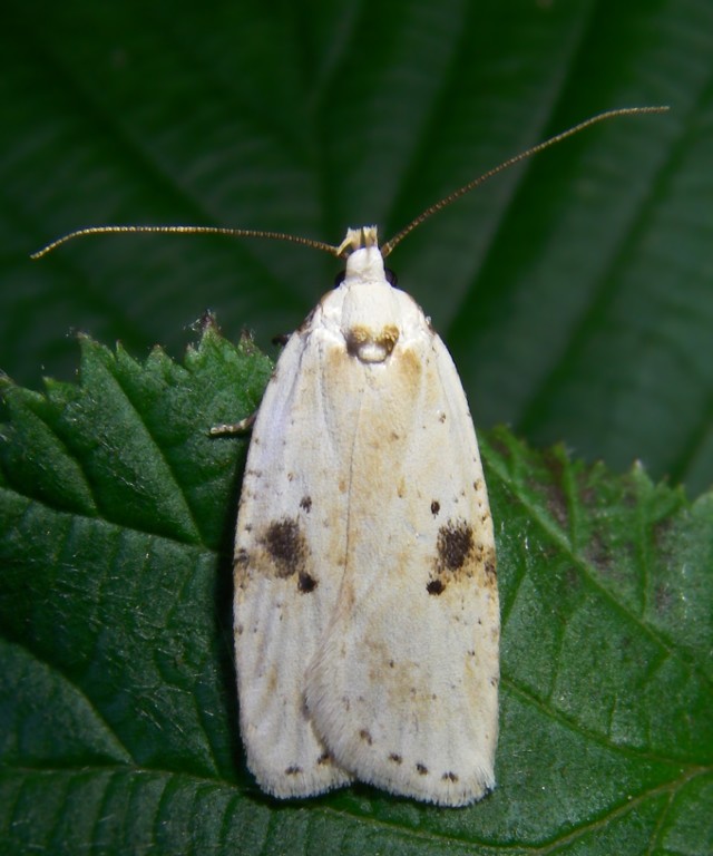 Farfalla da determinare - Agonopterix petasitis