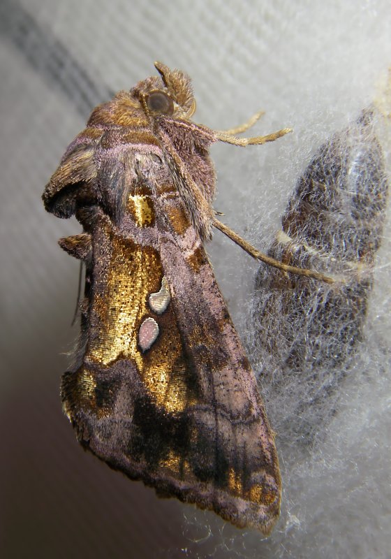 E'' avvenuto lo sfarfallamento: Chrysodeixis chalcites !