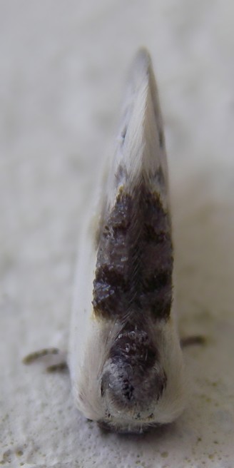 Farfallina da determinare - Cilix glaucata