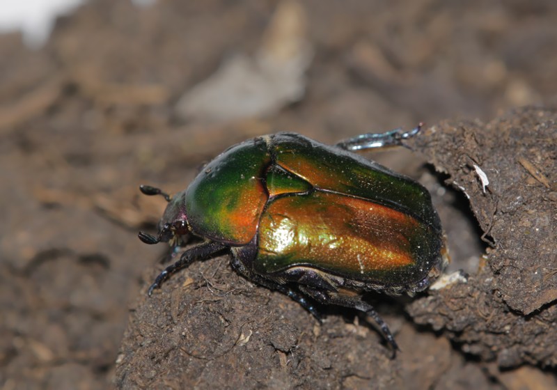 Larvona da determinare: Protaetia cuprea