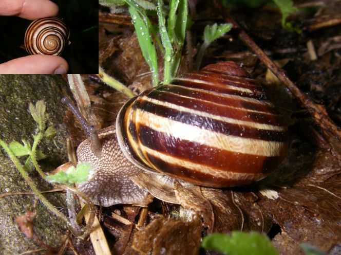 Cepaea nemoralis etrusca