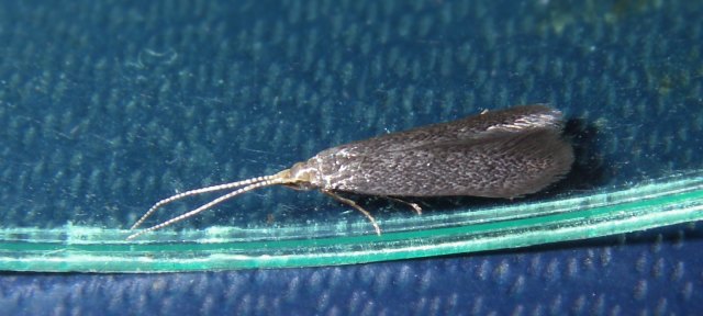 Coleophoridae