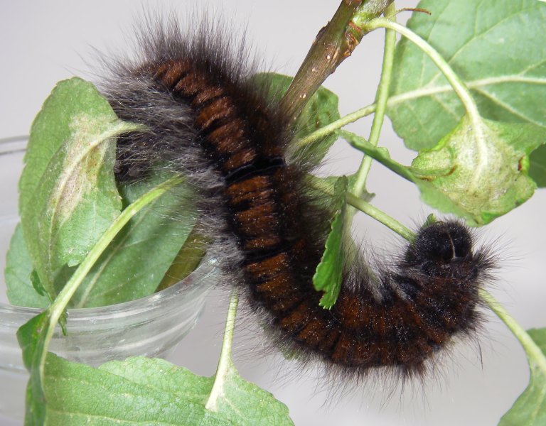 Larva e pupa di Macrothylacia rubi