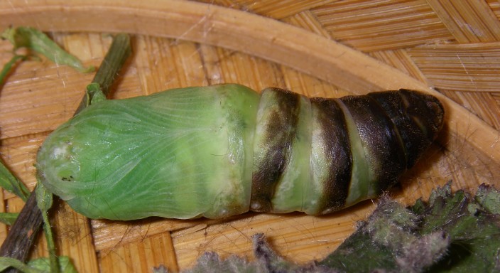 Larva e pupa di Macrothylacia rubi