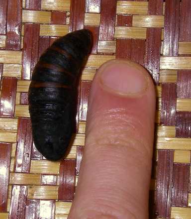 Larva e pupa di Macrothylacia rubi