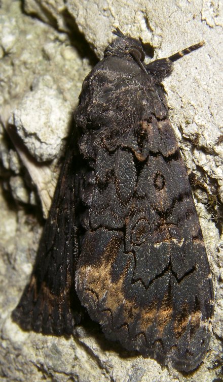 Farfalla nera (e senza nome) : Catephia alchymista