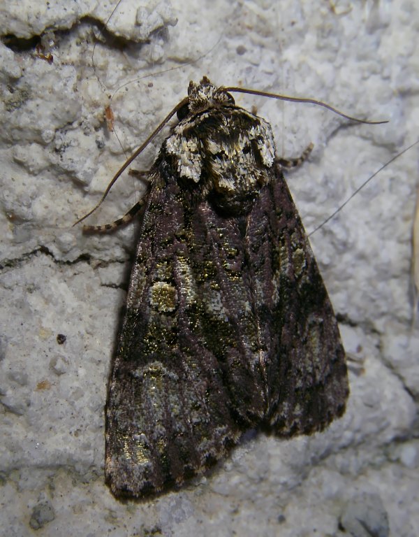 Anaplectoides prasina ? No -  Craniophora ligustri