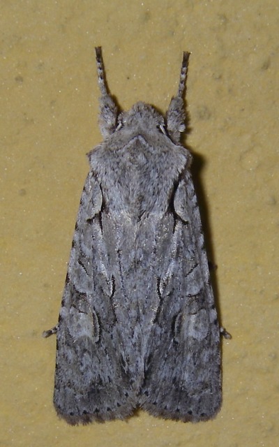 Lithophane (Litophane) ornitopus
