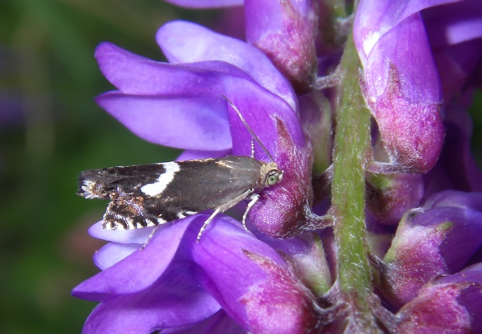 Tortricidae, Grapholita orobana