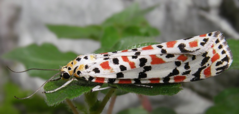 Utetheisa pulchella (Arctiidae) in deposizione
