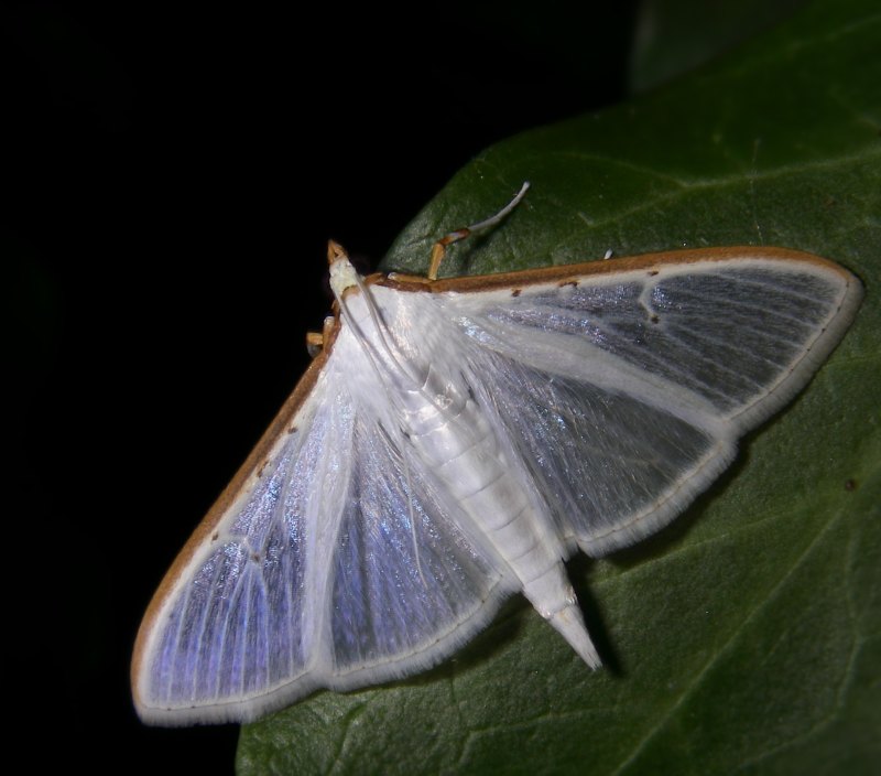 Palpita vitrealis