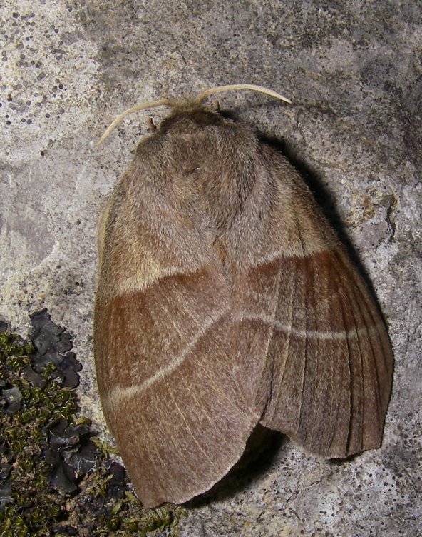 Larva e pupa di Macrothylacia rubi