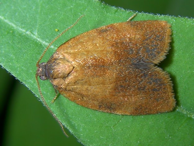 Tortricidino - Cacoecimorpha pronubana