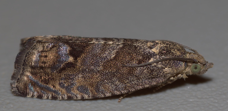 Tortricidae nonsoquale