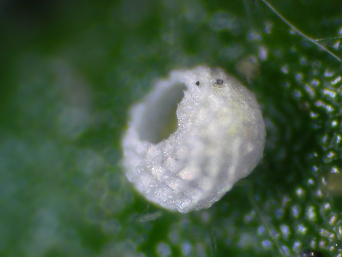 Ancora Cacyreus marshalli