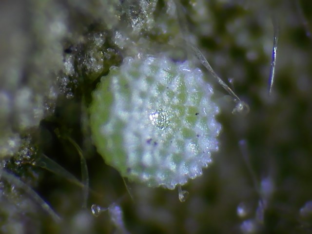 Ancora Cacyreus marshalli