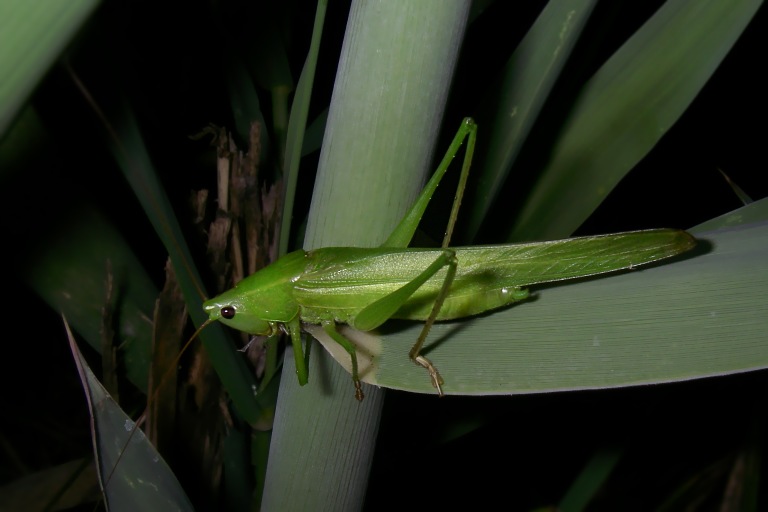 Cavalletta urlatrice: Ruspolia nitidula