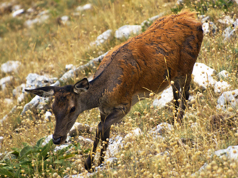 PASSIONE PER IL CERVO