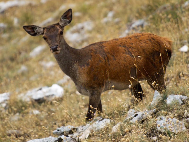 PASSIONE PER IL CERVO