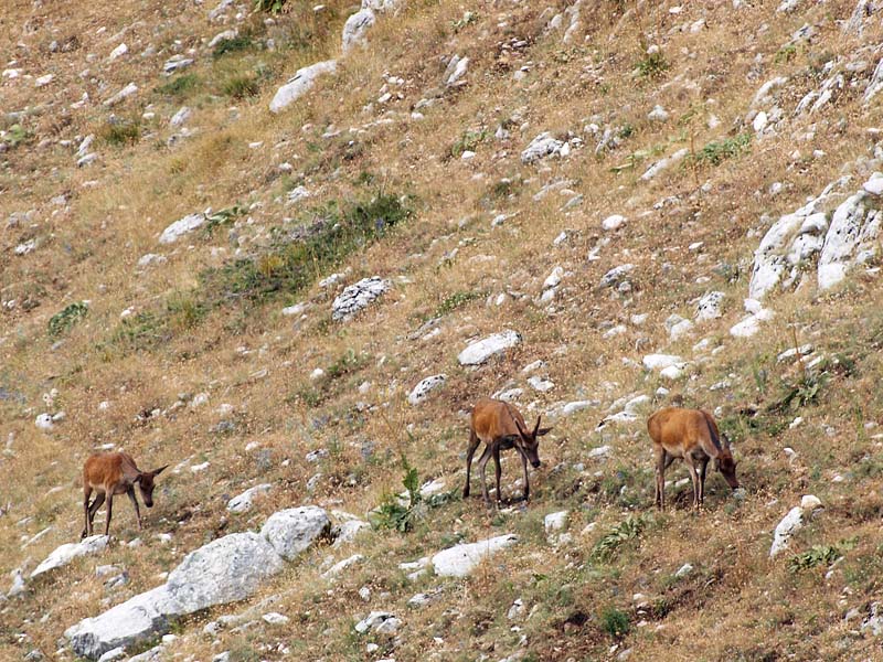 PASSIONE PER IL CERVO