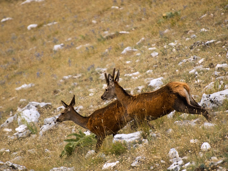 PASSIONE PER IL CERVO
