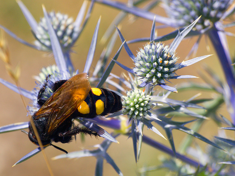 Megascolia maculata flavifrons (Scoliidae)
