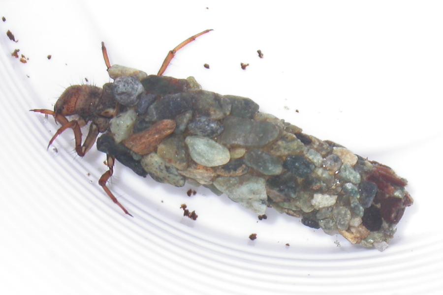 Limnephilidae