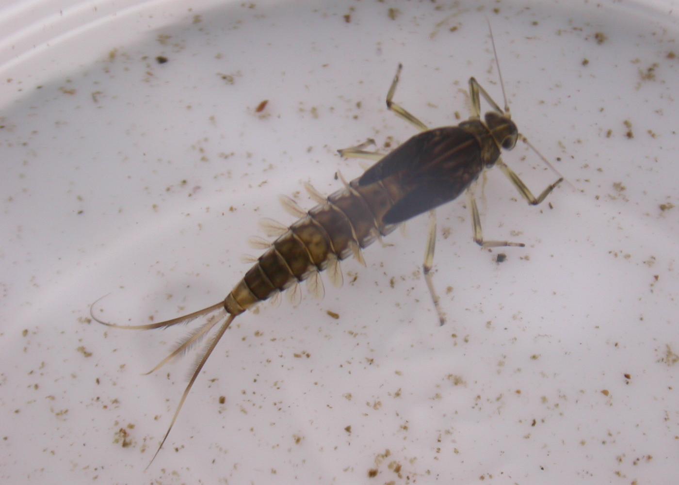 Baetis fuscatus
