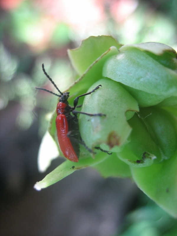 Aiuto identificazione: 2 crisomelidi