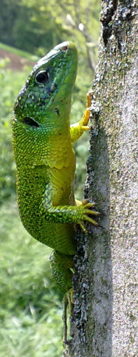 Ramarro