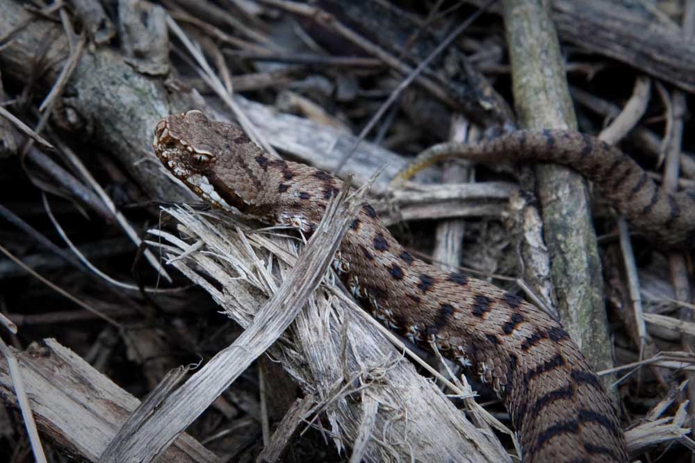 Vipera aspis francisciredi