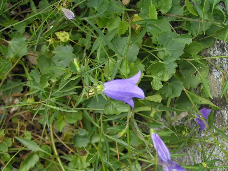 Il genere Campanula sul Forum