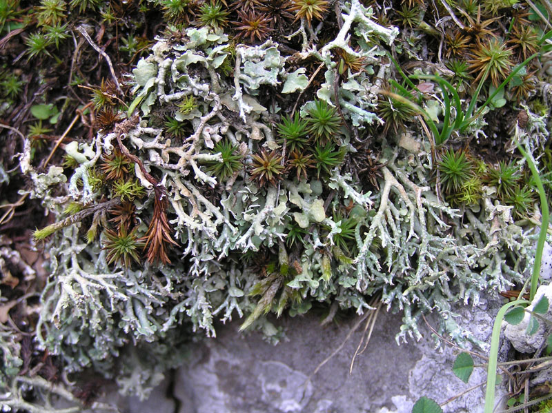 Licheni dal Monti del Matese (CE)