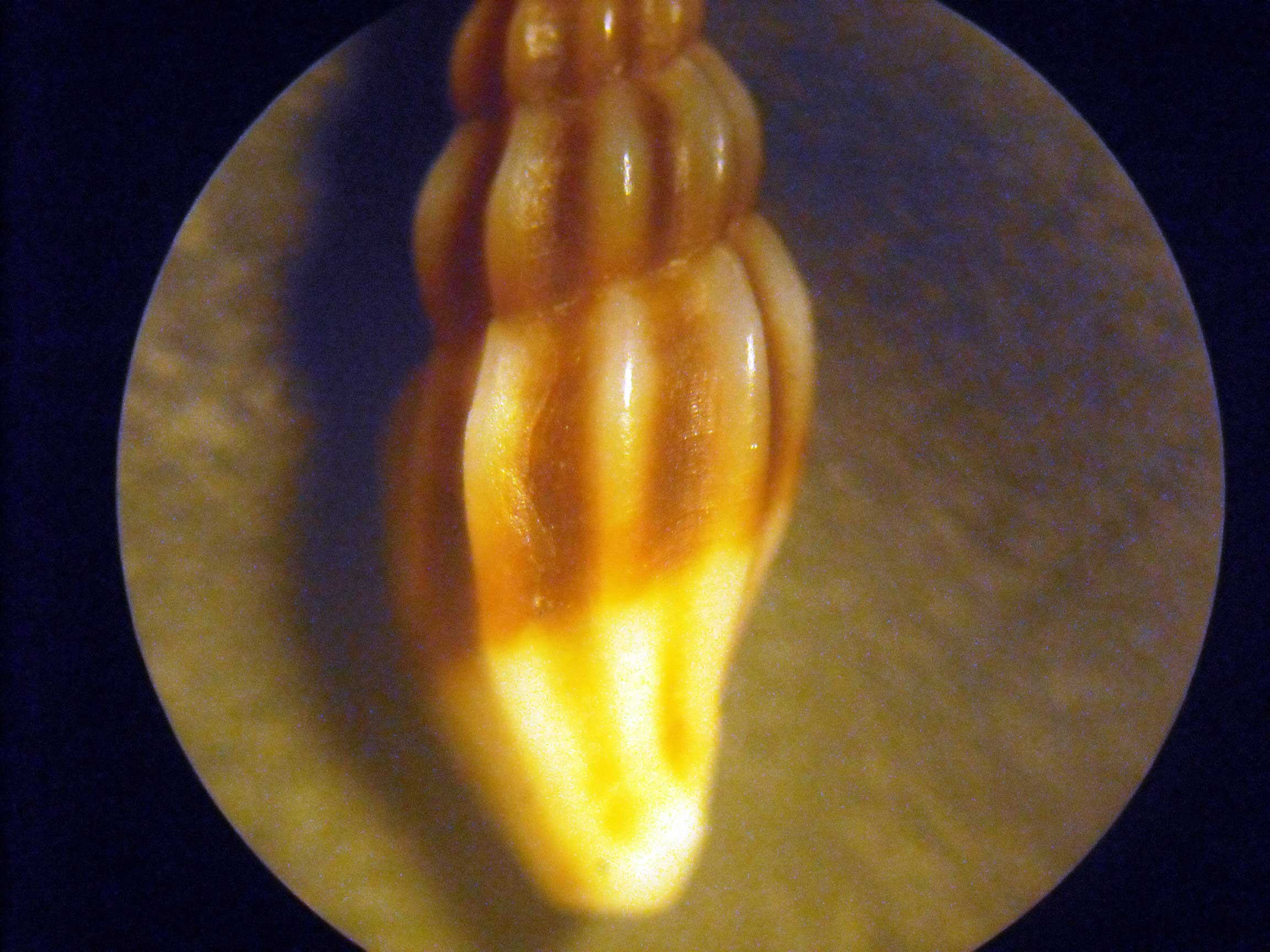 Mangelia bertrandi ?