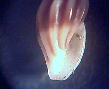 Mangelia bertrandi ?