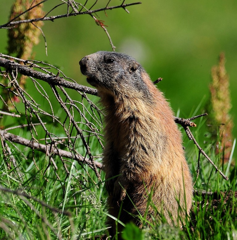 Marmotta
